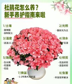 杜鹃花,怎么养才好看,新手也能轻松上手 杜鹃花,怎么养才好看,新手也能轻松上手