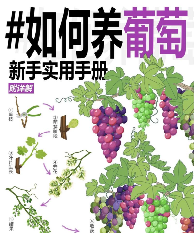 山葡萄栽培,掌握关键技巧,提升果实品质 山葡萄栽培,掌握关键技巧,提升果实品质
