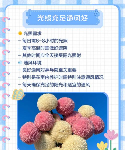 菊花栽培管理,掌握关键技巧,轻松养出好状态 菊花栽培管理,掌握关键技巧,轻松养出好状态