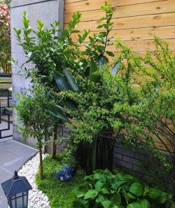 庭院栽培花,新手入门指南,轻松打造花园 庭院栽培花,新手入门指南,轻松打造花园