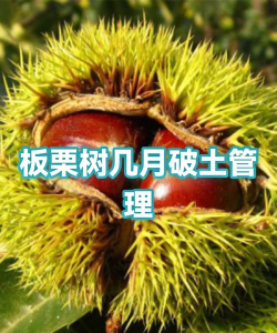 板栗树冻害防治方法,提前预防措施,减少冬季损失 板栗树冻害防治方法,提前预防措施,减少冬季损失