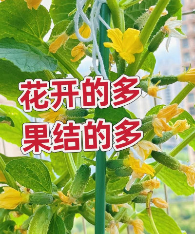 黄瓜高产栽培,掌握关键技巧,轻松提升产量 黄瓜高产栽培,掌握关键技巧,轻松提升产量