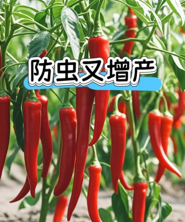 辣椒树如何防治虫害,识别常见害虫,掌握有效方法 辣椒树如何防治虫害,识别常见害虫,掌握有效方法
