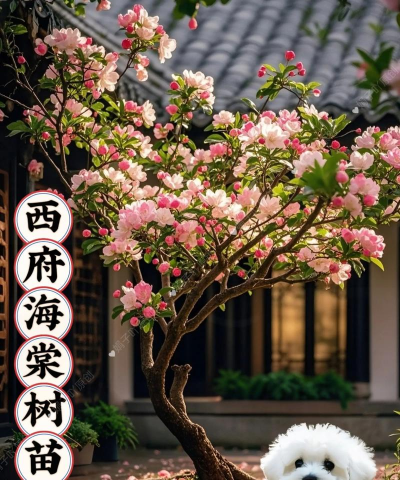 海棠树栽培,掌握关键技巧,打造美丽庭院 海棠树栽培,掌握关键技巧,打造美丽庭院