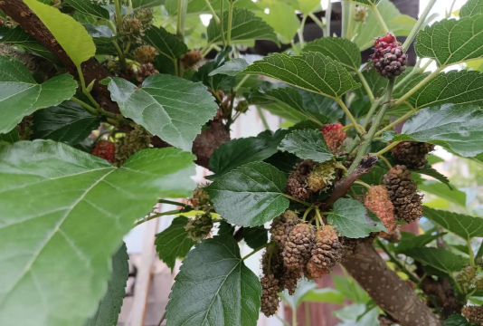 桑椹树病虫防治方法,常见问题解析,实用应对技巧 桑椹树病虫防治方法,常见问题解析,实用应对技巧