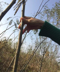 竹柳造林技术 竹柳造林技术