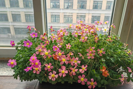 酢浆草徒长怎么盘 酢浆草徒长怎么盘