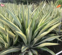 中斑万年麻栽培技术 中斑万年麻栽培技术