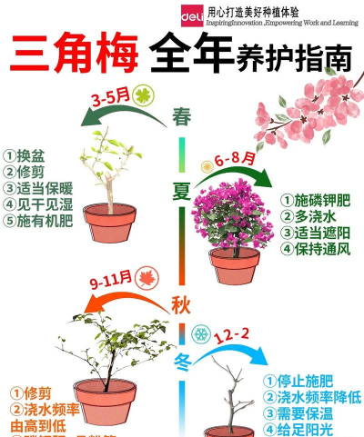 三角梅怎么剪枝 三角梅怎么剪枝