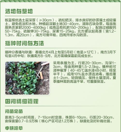 板蓝根栽培管理技术 板蓝根栽培管理技术