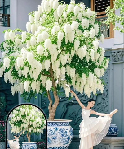 流苏树的培植方法 流苏树的培植方法