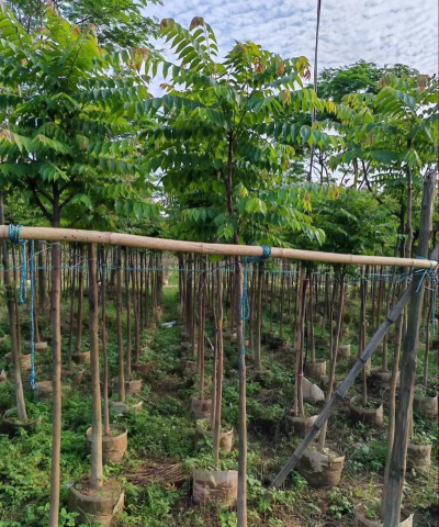 楝树种子育苗技术 楝树种子育苗技术