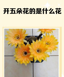 什么花开放5天 什么花开放5天