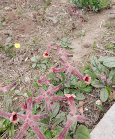 地黄和什么花很像 地黄和什么花很像