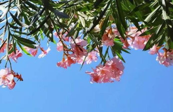 没有洞能养花吗吗 没有洞能养花吗吗