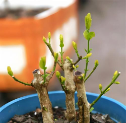 双色茉莉修剪如何看芽 双色茉莉修剪如何看芽