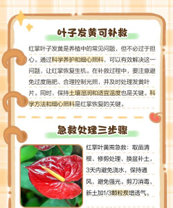 红掌叶发黄如何解决 红掌叶发黄如何解决