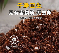 富贵椰子施什么肥料 富贵椰子施什么肥料