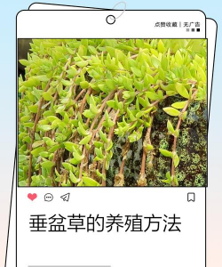 垂盆草在家怎么种植 垂盆草在家怎么种植