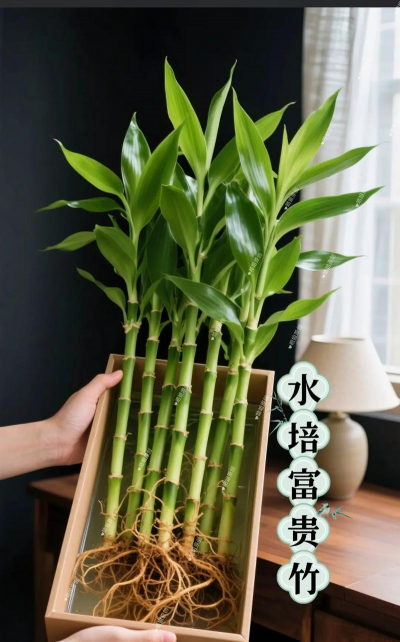 如何把富贵竹养出根来 如何把富贵竹养出根来