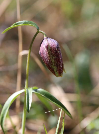 平贝母种植技术 平贝母种植技术