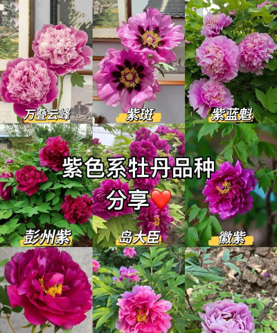 牡丹指什么猜花卉 牡丹指什么猜花卉