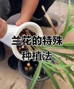 兰花土种怎么浇水 兰花土种怎么浇水