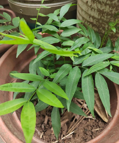 无患子种植栽培 无患子种植栽培