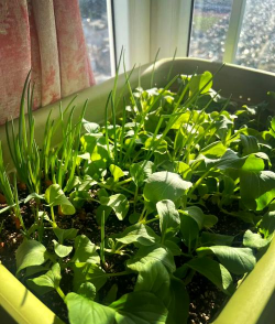 葱花头怎么种植 葱花头怎么种植