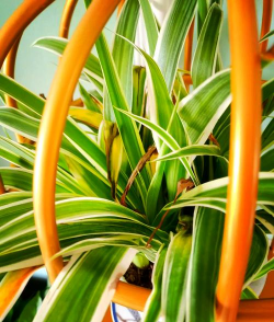 吊兰根茎为什么发黄 吊兰根茎为什么发黄