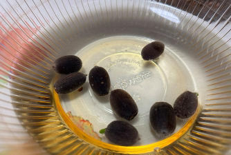 睡莲种子怎么繁殖 睡莲种子怎么繁殖