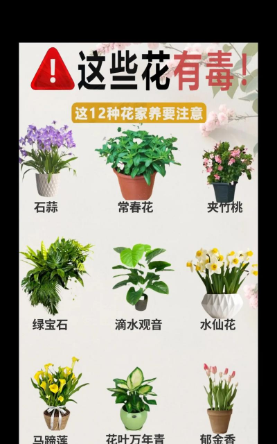 家庭养花不用土怎么养好 家庭养花不用土怎么养好