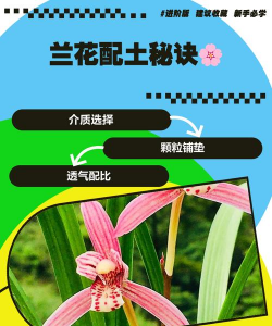 兰花配音土怎么配 兰花配音土怎么配
