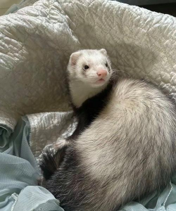 貂屎能做养花肥料吗 貂屎能做养花肥料吗