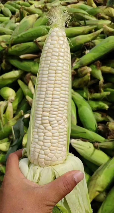 玉米新品种——新单23 玉米新品种——新单23