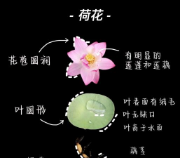 睡莲是怎么繁殖的 睡莲是怎么繁殖的