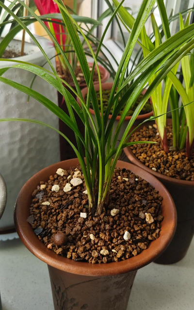 阳台养兰心得 阳台养兰心得