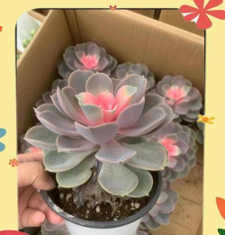 紫珍珠锦怎么繁殖 紫珍珠锦怎么繁殖