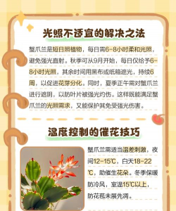 螃蟹兰花为什么不开花 螃蟹兰花为什么不开花