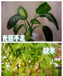 香黄叶是什么原因 香黄叶是什么原因