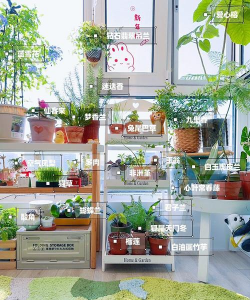 封闭式阳台养花好不好呢 封闭式阳台养花好不好呢