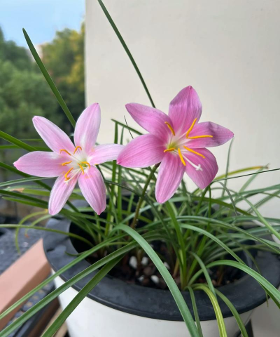 养花人不爱养花了 养花人不爱养花了