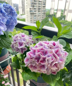 养花匠小齐阳台养花 养花匠小齐阳台养花