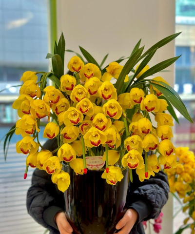 宜兴 养花 宜兴 养花