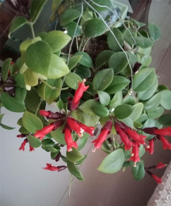 口红花怎么不开花 口红花怎么不开花