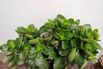 不养花不可能不养花 不养花不可能不养花