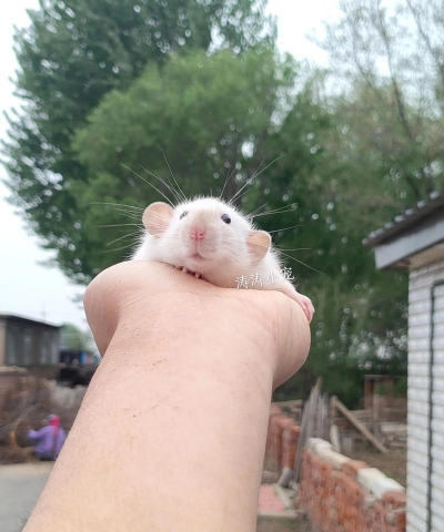 养花枝鼠前养花枝鼠后 养花枝鼠前养花枝鼠后