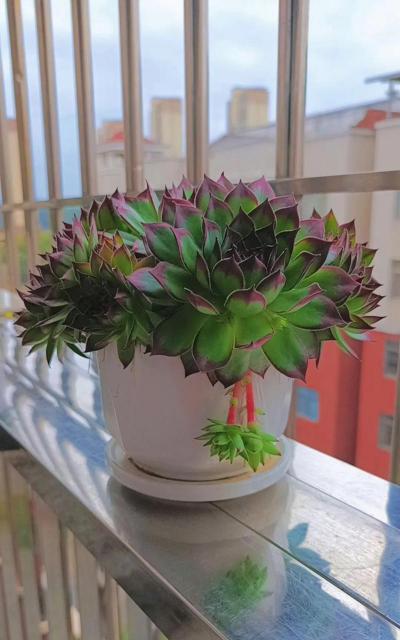 观音莲怎么张开了 观音莲怎么张开了