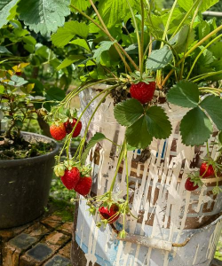 秋植草莓正当时 秋植草莓正当时