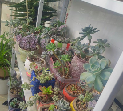 养花达人阳台 养花达人阳台